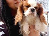 Cavalier King Charles Yavrularımız