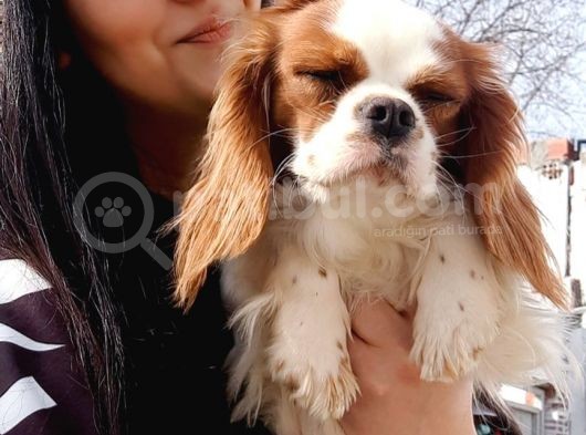 Cavalier King Charles Yavrularımız görsel