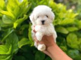 Prenses Kızımız Maltese Terrier