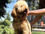 Miniatür Poodle Barney