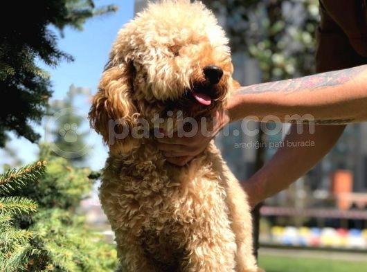Miniatür Poodle Barney