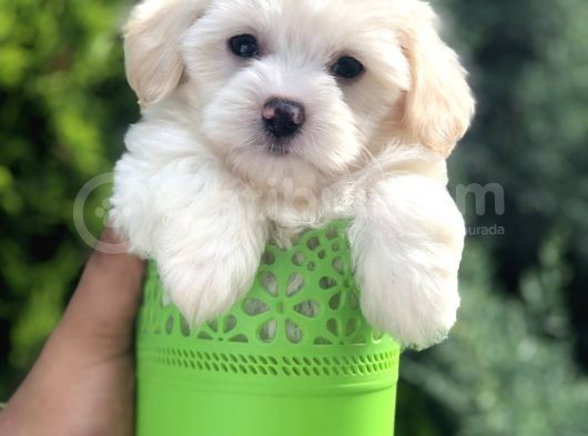 Xsmall Maltıpoo Yavrumuz