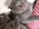 1 Aylık Yavru Scottish Fold