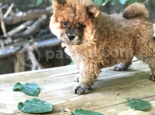 Mükemmel Chowchow Bebekler!!! görsel