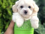 Xsmall Maltıpoo Yavrumuz