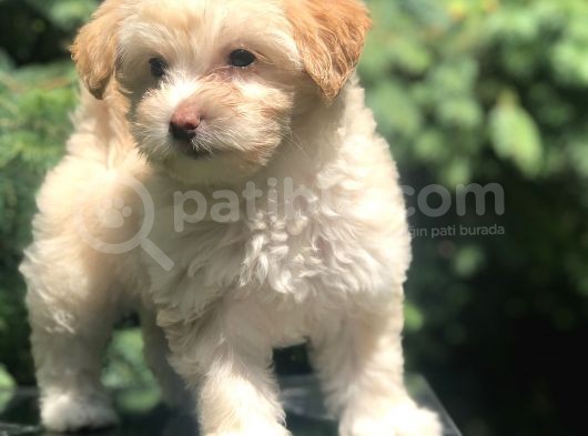 F2 Maltıpoo Yavrumuz görsel