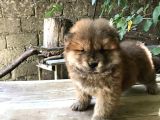 Mükemmel Chowchow Bebekler!!!