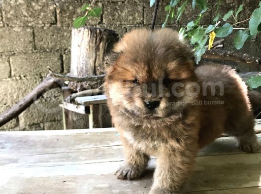 Mükemmel Chowchow Bebekler!!! görsel