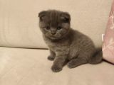 Scottish Fold  Teslime Hazır Anne Altından Yavru