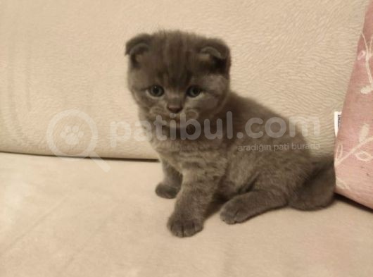 Scottish Fold  Teslime Hazır Anne Altından Yavru görsel