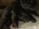Scottish Fold  Teslime Hazır Anne Altından Yavru