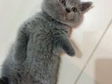 Bri̇ti̇sh Erkek Yavrum 