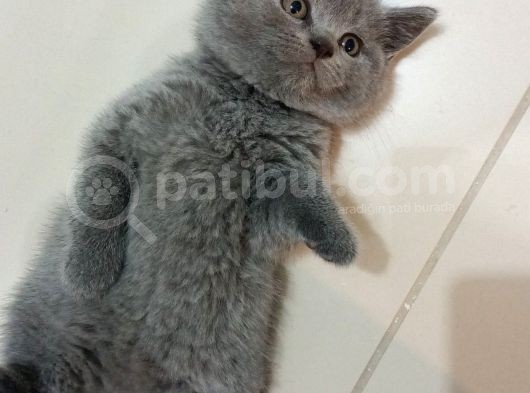 Bri̇ti̇sh Erkek Yavrum  görsel