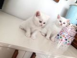 Beyaz İnciler Yeni Yuvasını Arıyor
