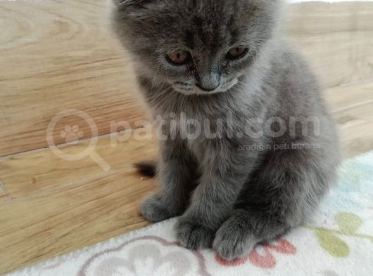 2 Aylık Son Yavrular görsel