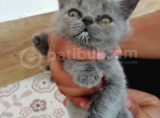 2 Aylık Son Yavrular görsel