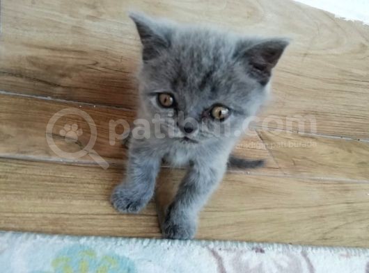 2 Aylık Son Yavrular görsel