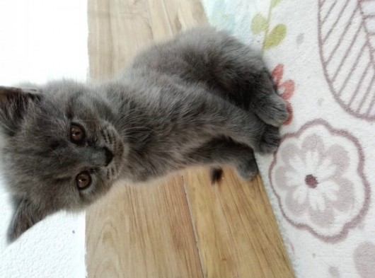 2 Aylık Son Yavrular görsel
