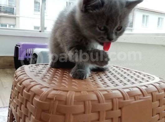 2 Aylık Son Yavrular görsel