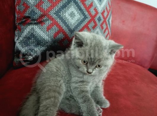 Bri̇ti̇sh Erkek Yavrum  görsel