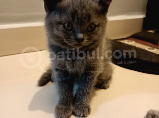 Bri̇ti̇sh Erkek Yavrum  görsel