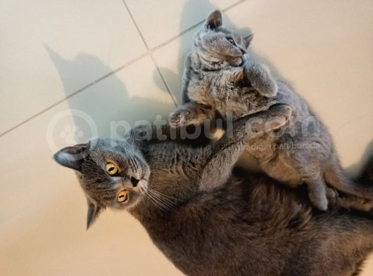 Bri̇ti̇sh Erkek Yavrum 