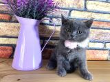 Safkan Sağlıklı Blue British Shorthair Yavrumuz Monro