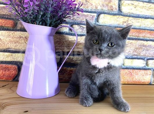 Safkan Sağlıklı Blue British Shorthair Yavrumuz Monro