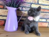 Safkan Sağlıklı Blue British Shorthair Yavrumuz Monro