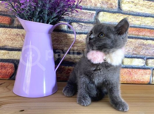 Safkan Sağlıklı Blue British Shorthair Yavrumuz Monro görsel