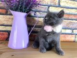 Safkan Sağlıklı Blue British Shorthair Yavrumuz Monro