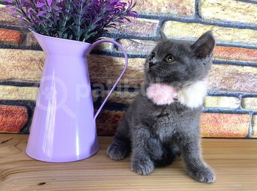 Safkan Sağlıklı Blue British Shorthair Yavrumuz Monro görsel