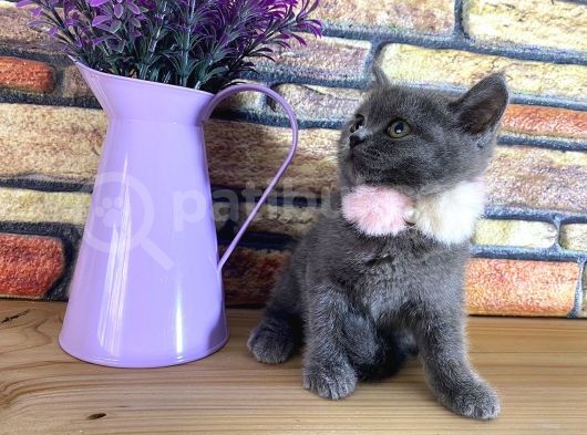 Safkan Sağlıklı Blue British Shorthair Yavrumuz Monro görsel