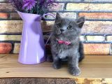 Oyuncu Süper Kalite British Shorthair Yavrumuz Jinn