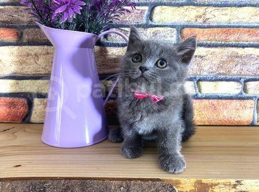 Oyuncu Süper Kalite British Shorthair Yavrumuz Jinn