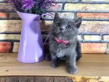 Oyuncu Süper Kalite British Shorthair Yavrumuz Jinn