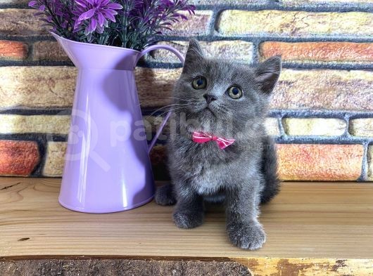 Oyuncu Süper Kalite British Shorthair Yavrumuz Jinn görsel