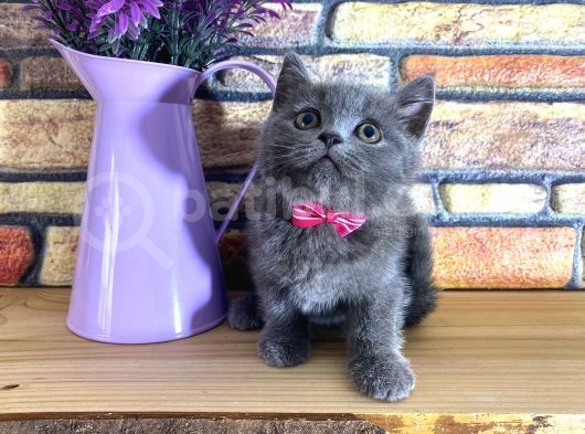 Oyuncu Süper Kalite British Shorthair Yavrumuz Jinn görsel