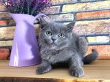 Oyuncu Süper Kalite British Shorthair Yavrumuz Jinn