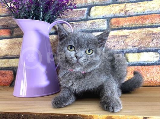 Oyuncu Süper Kalite British Shorthair Yavrumuz Jinn görsel