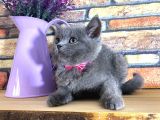 Oyuncu Süper Kalite British Shorthair Yavrumuz Jinn