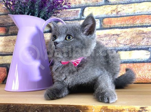 Oyuncu Süper Kalite British Shorthair Yavrumuz Jinn görsel