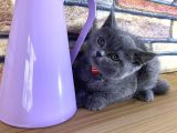 Safkan Sağlıklı Blue British Shorthair Yavrumuz Betty
