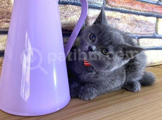 Safkan Sağlıklı Blue British Shorthair Yavrumuz Betty görsel