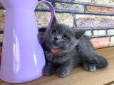 Safkan Sağlıklı Blue British Shorthair Yavrumuz Betty
