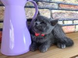 Safkan Sağlıklı Blue British Shorthair Yavrumuz Betty