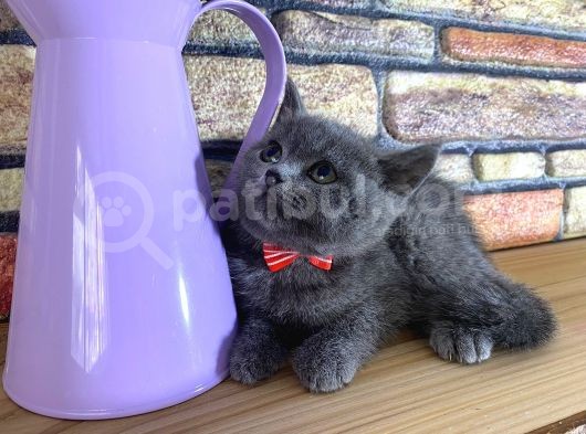 Safkan Sağlıklı Blue British Shorthair Yavrumuz Betty görsel