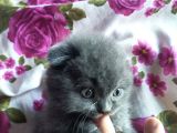 Anne Altından Full Sağlıklı