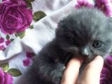 Anne Altından Full Sağlıklı