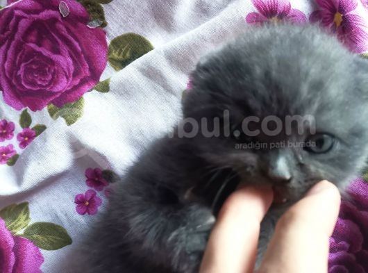 Anne Altından Full Sağlıklı görsel